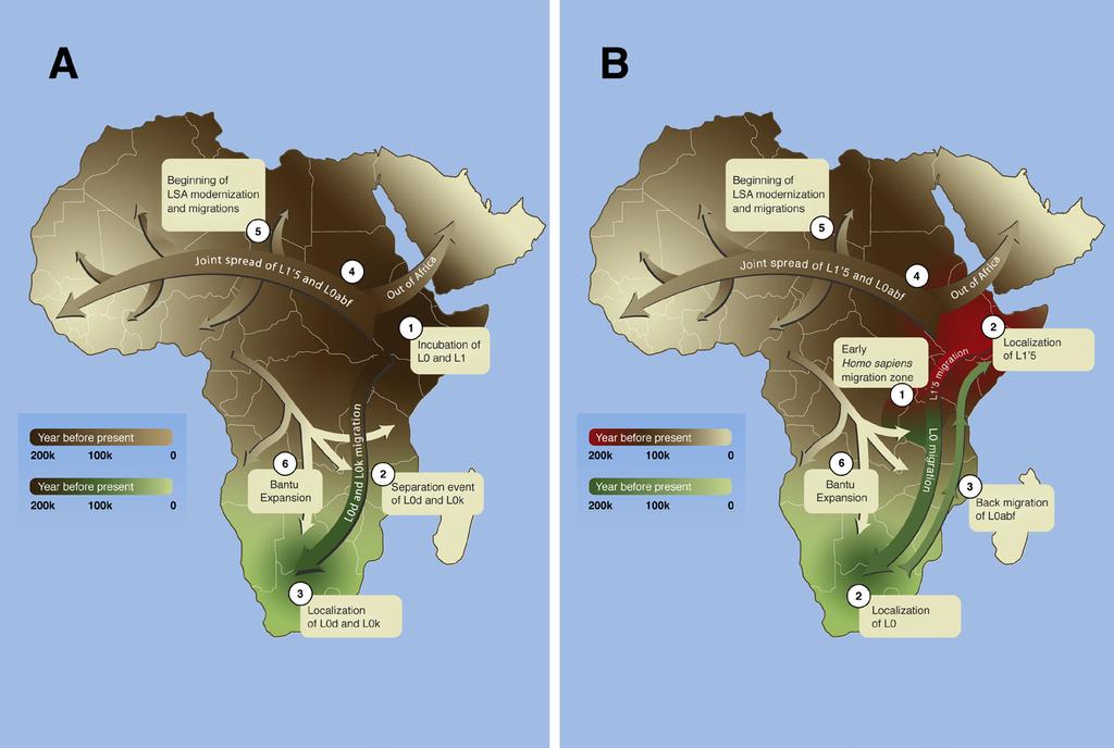 170 Part Five: The Age of Humanity Figure 10-2 Two theories of early human migrations within Africa, before the final exodus about 60,000 years ago. From mtdna studies published in 2008 (Behar et al.