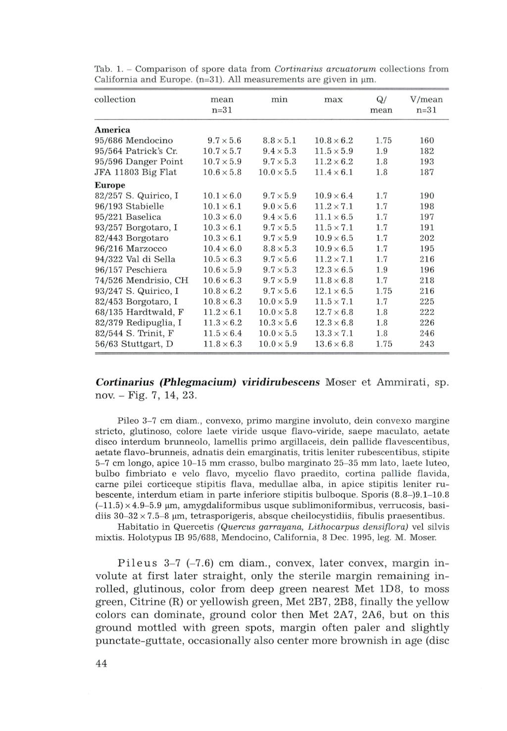 Tab. 1. - Comparison of spore data from Cortinarius arcualorum collections from California and Europe. (n=31). All measurements are given in urn.