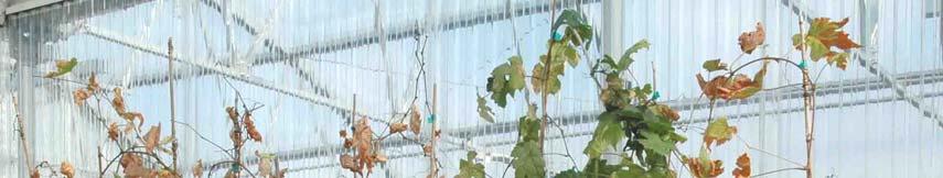 PD Resistant Transgenic Grapevines Selected in