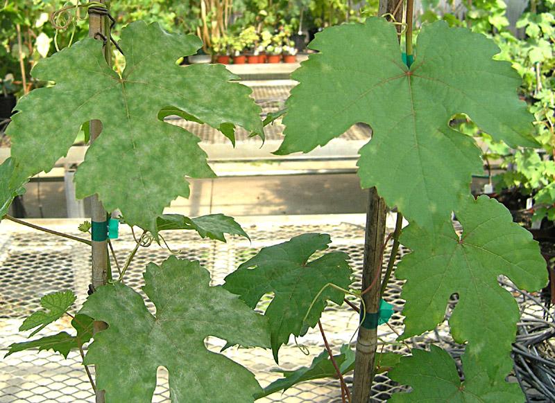 Powdery Mildew Resistant Transgenic Grapevines Selected in Greenhouse at MREC Selected transgenic vines that express Vitis vinifera thaumatin-like protein (VVTL-1) exhibit an 8 day delay in visible