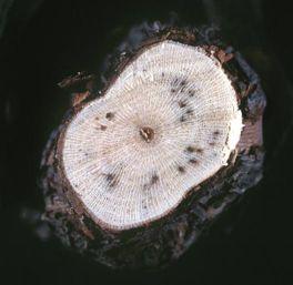 Cross section of trunk