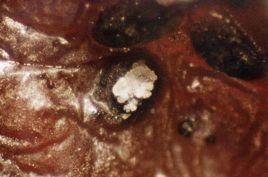 Spore mass Spore mass on dormant cane Macrophoma rot caused by