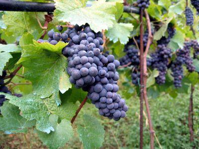 Grapevines grow all over the country of Australia A wide range of fungi occur on grapevines during different stages of their growth Fungi can infect
