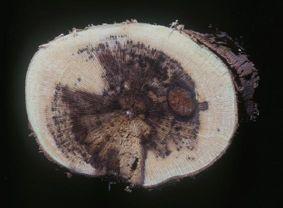 Cross section of trunk infected with several fungi, including