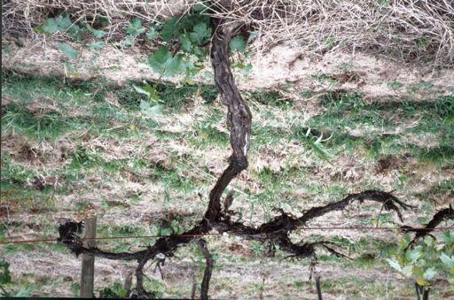 Infection of grapevine by wood infecting fungi can cause death of the plant dead 2 years old spur and uneven budburst Trunk diseases are usually