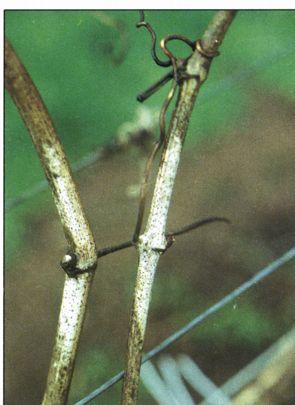 Phomopsis Pestalotiopsis Botrytis