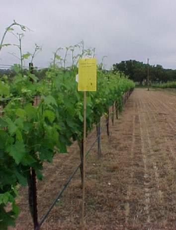 3. Create Buffer Area- When selecting an area for a vineyard, be sure to have control of the vegetation several hundred feet in any direction from the prospective site.