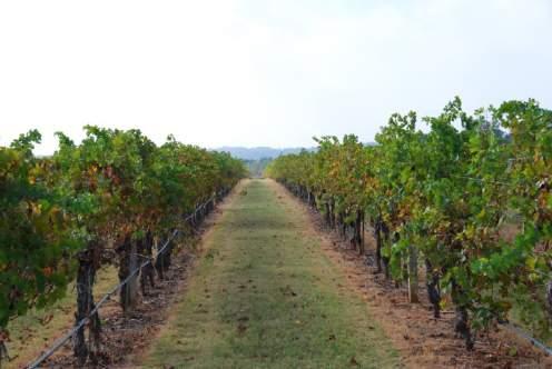 Managing vegetation within the vineyard is critical in minimizing the incidence of Pierce's disease.