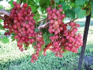 Berries are round, light green, slipskin, with a pleasant muscat flavor.