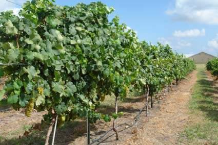Maintaining Vine Health - Jim Kamas Although the goal is to avoid "hot sharpshooters" feeding in the vineyard, it is important to realize that a single inoculation event does not necessarily mean