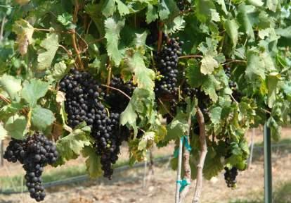fungal pathogens as well. Maintaining this vine balance of vegetative growth and fruit production is the first rule of maintaining vine health.
