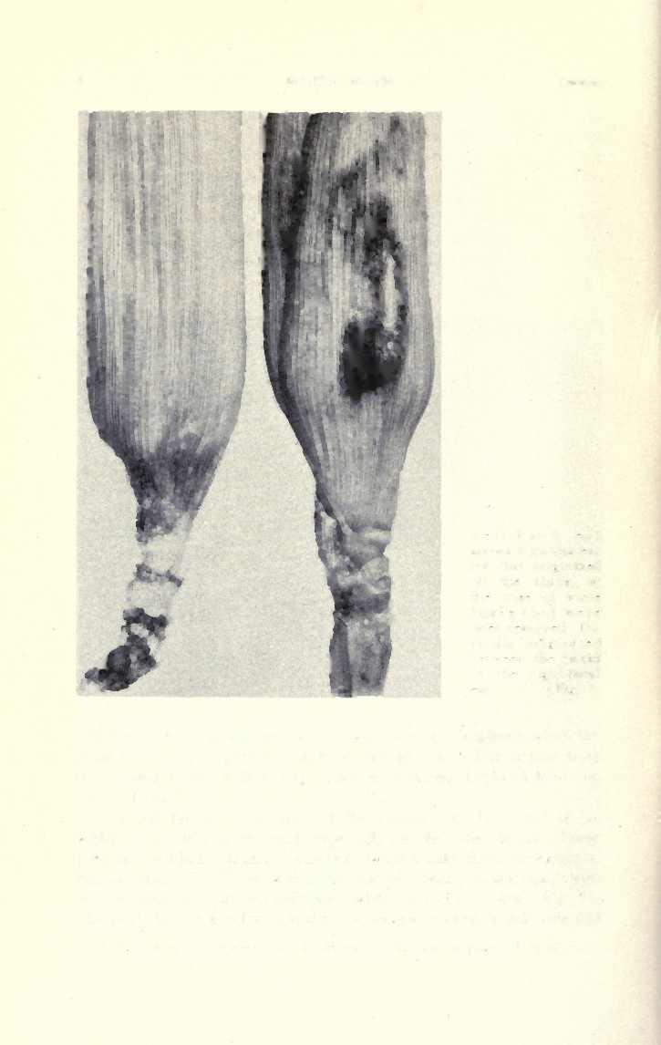 BULLETIN NO. 639 [March, Left-hand ear shows Diplodia ear rot that originated on the shank, at the base of some husks that were later removed.