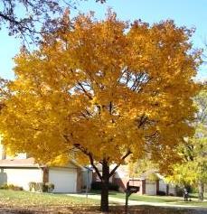 gallon SALE $115 Cedar Elm Yellow in Fall
