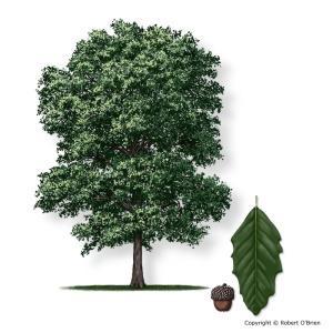 gallon Shade Trees Mexican White Oak