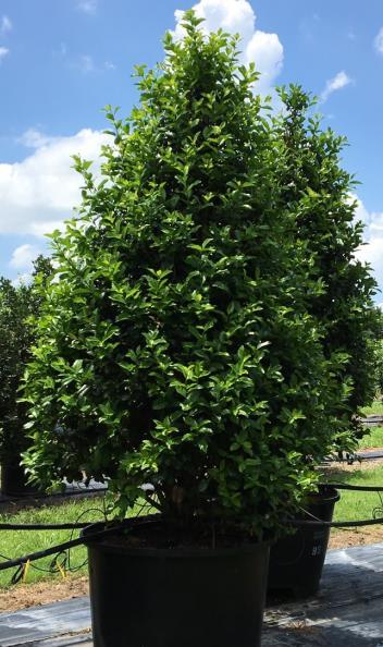 15-20 tall & 8-10 wide 30G shrub form $180 65G shrub form $225 (3-65G left) 45G tree form Nellie $300 Nellie R. Stevens Dark glossy leaves.