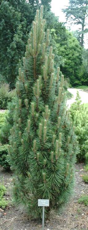 45 gallon $225 Franks upright Austrian Pine 10-15 tall