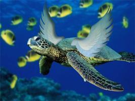 Green Turtle Club is the perfect spot to begin your new life together amidst the