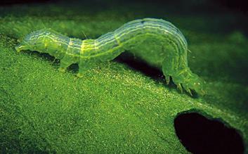 Name and description Flea beetle Cabbage looper larva Aphid adult Root maggot Before using a pesticide, read the label and always follow cautions, warnings, and directions.