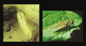 root Root maggot photo courtesy of the University of Saskatchewan Control Sevin Bacillus thuringiensis (Dipel, Thuricide, Biotrol) Malathion Sanitation, crop rotation, and beneficial insects Diseases