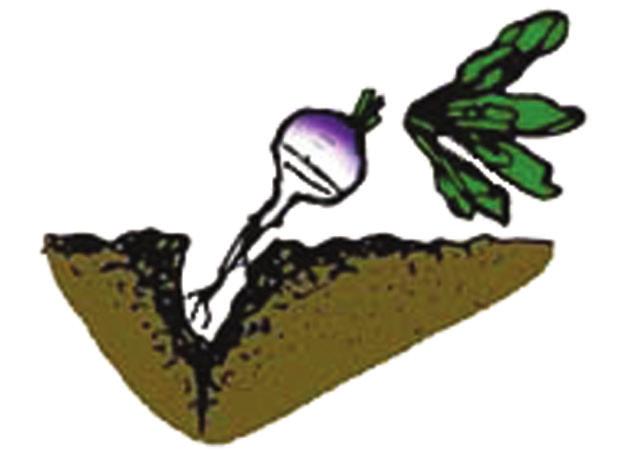 Turnip roots generally take 50 to 60 days to produce. Harvest turnip greens by pulling the entire plant Figure 7a. Harvest turnip greens by pulling the entire plant when leaves are 4 to 6 inches long.