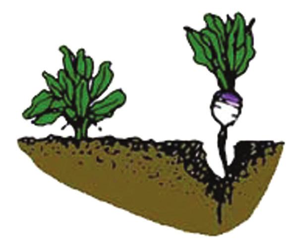 7b). If left longer they will get tough and stringy. The ideal size of turnip roots harvested for bunching is 2 inches in diameter.