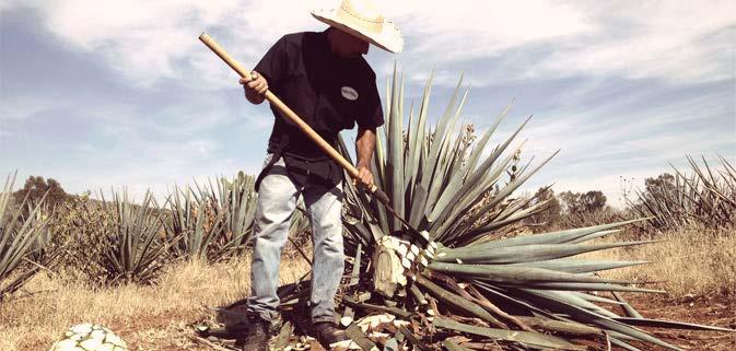 STEP ONE THE PIÑA Our Tequilana Blue Weber Agave plants are approximately 6 tall and take about 8 years to mature.