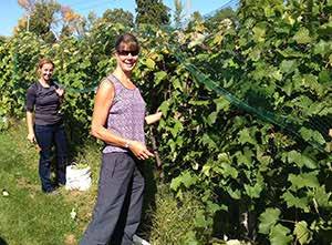 Veraison to Harvest Statewide Vineyard Crop Development Update #6 October 3, 2014 Edited by Tim Martinson and Chris Gerling Around New York.