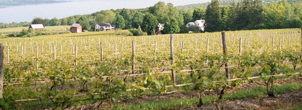 Sustainable Viticulture in