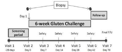Phase 2a ALV-003: Prevention of Gluten Induced Mucosal Injury Exposure