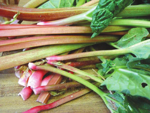 Rhubarb can be stored in a plastic bag in the refrigerator for a few days. Since rhubarb is naturally tart, sugar or sweeteners are used in recipes that include rhubarb.
