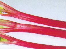 Rhubarb is most often used in pies and baked goods; it can also lend itself to other food, like cold soups, jams, and meats like beef, pork, and lamb.