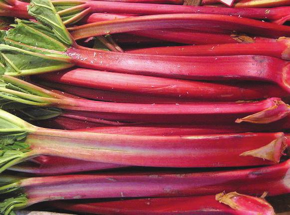 Victoria Green stalks shaded with red at the bottom Popular commercial variety due to sweetness and productivity MacDonald Bright pink to bright red stems Common for home growing,
