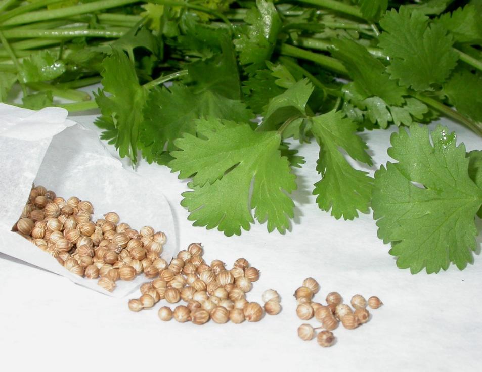 Fascinating Flavor Fact Cilantro refers to leaf of coriander plant.