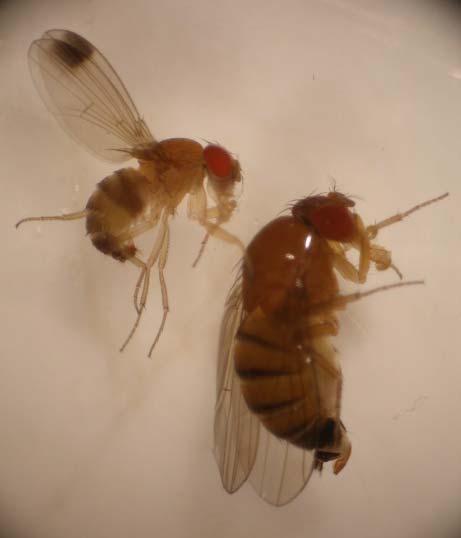 2011 = First occurence of adults of Drosophila suzukii on grapes SAUTERNES Adults Ds detected in Lobesia botrana survey