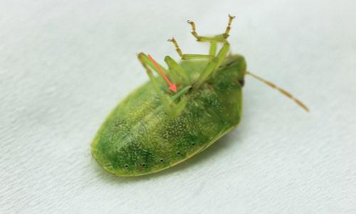 A key feature to the identification of adult redbanded stink bugs is the presence of a long spine on the ventral side of the abdomen (Figure 3).