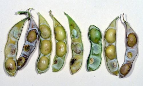 delay maturation of the plants. Pods are marked and the internal soybeans can shrivel. The damage can also make plants susceptible to pathogens such as fungi.