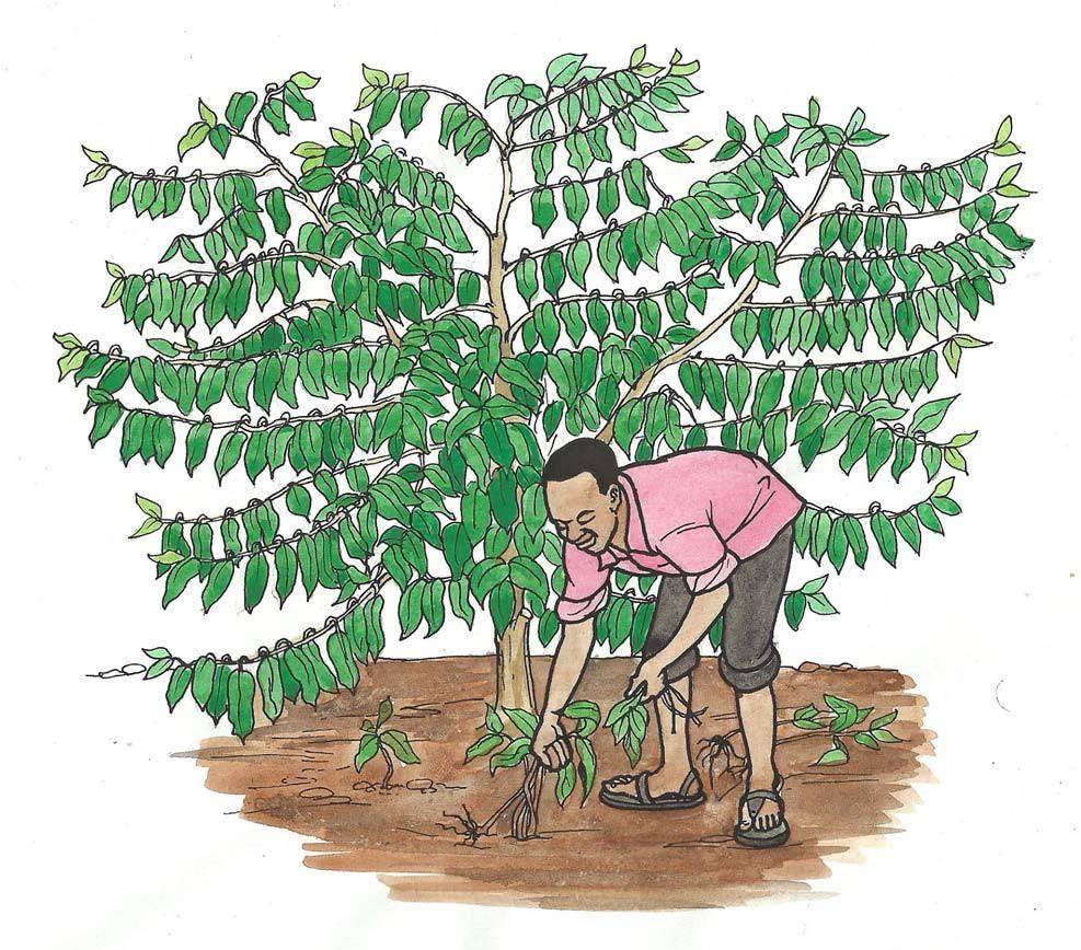 Proper production of coffee seedlings