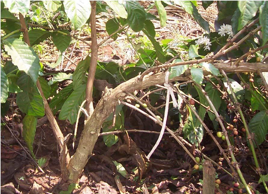 Training of coffee seedlings Bend of the coffee plant allows for the formation of more stems