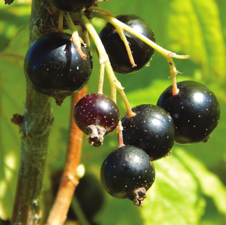 Figure 10. Fruit of the black currant. Figure 11. Fruit of the white currant. Figure 12. Fruit of the red currant.