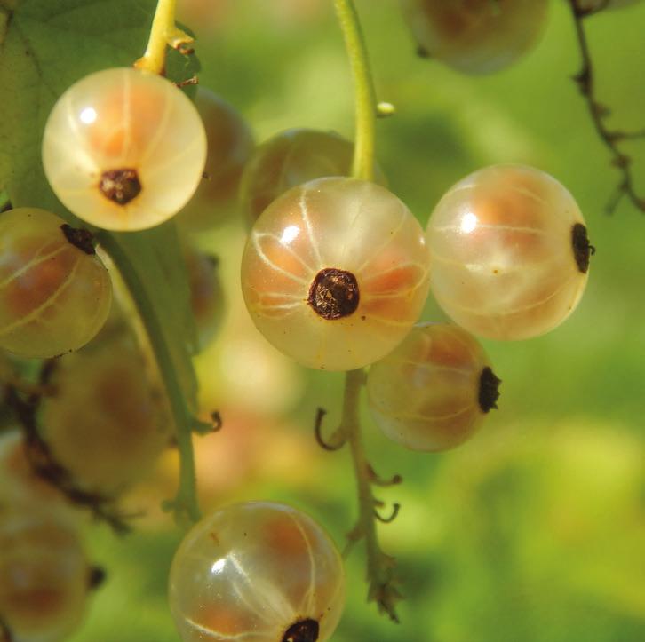 There are many different species of currants, and the edible species are grouped into three different sections: the black currants, the red currants, and the clove or golden currant (Table 6).