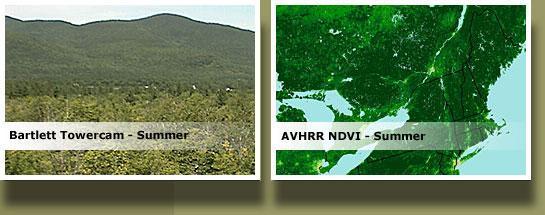 Forest on satellite image Webcam images from the