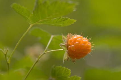 Salmonberry Salmonberry & Blackberry: Edible: Leaves,