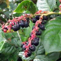 Salal: Edible: Berries Uses: Eat berries raw as a trailside nibble.