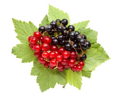 Currant Currant & Gooseberry: Edible: Berries.