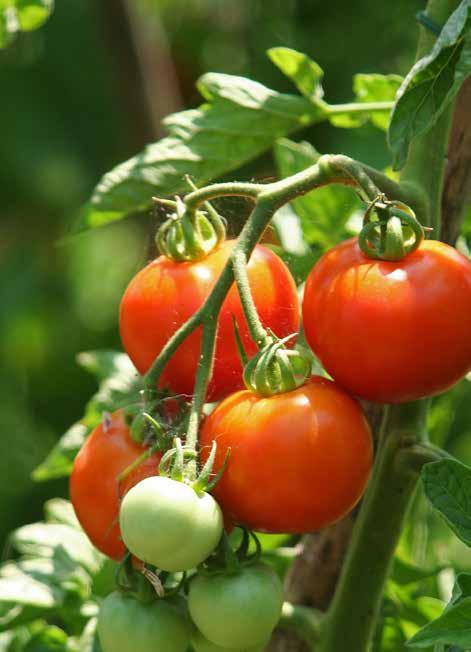Produce (continued) Romas As previously reported, romas are a lighter planting crop versus rounds. Palmetto/Ruskin is expected to run another 2 weeks, however, supply is already starting to taper off.
