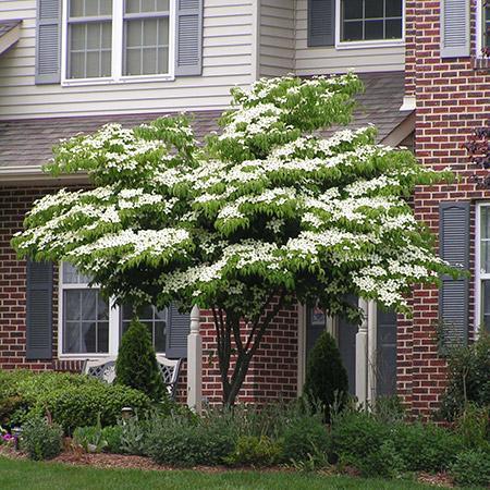 Dogwood Blooms white