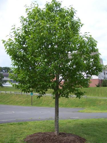 Hardy Rubbertree Large glossy dark leaf, can produce rubber from