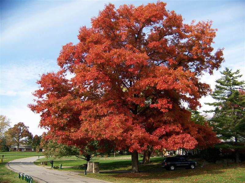 Scarlet Oak Similar to pin oak but more tolerant of