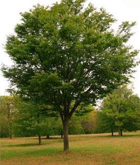 Village Green Zelkova Similar to American elm in shape with attractive bark and leaves