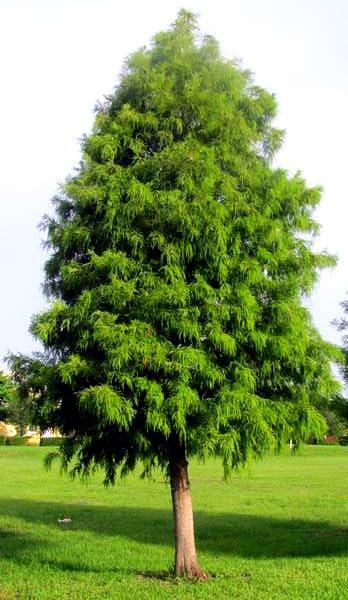 Bald Cypress Native to Southern Illinois typically found around swamps, but can tolerate a